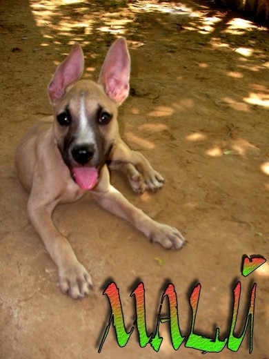 las primeras fotografias de mi perrita